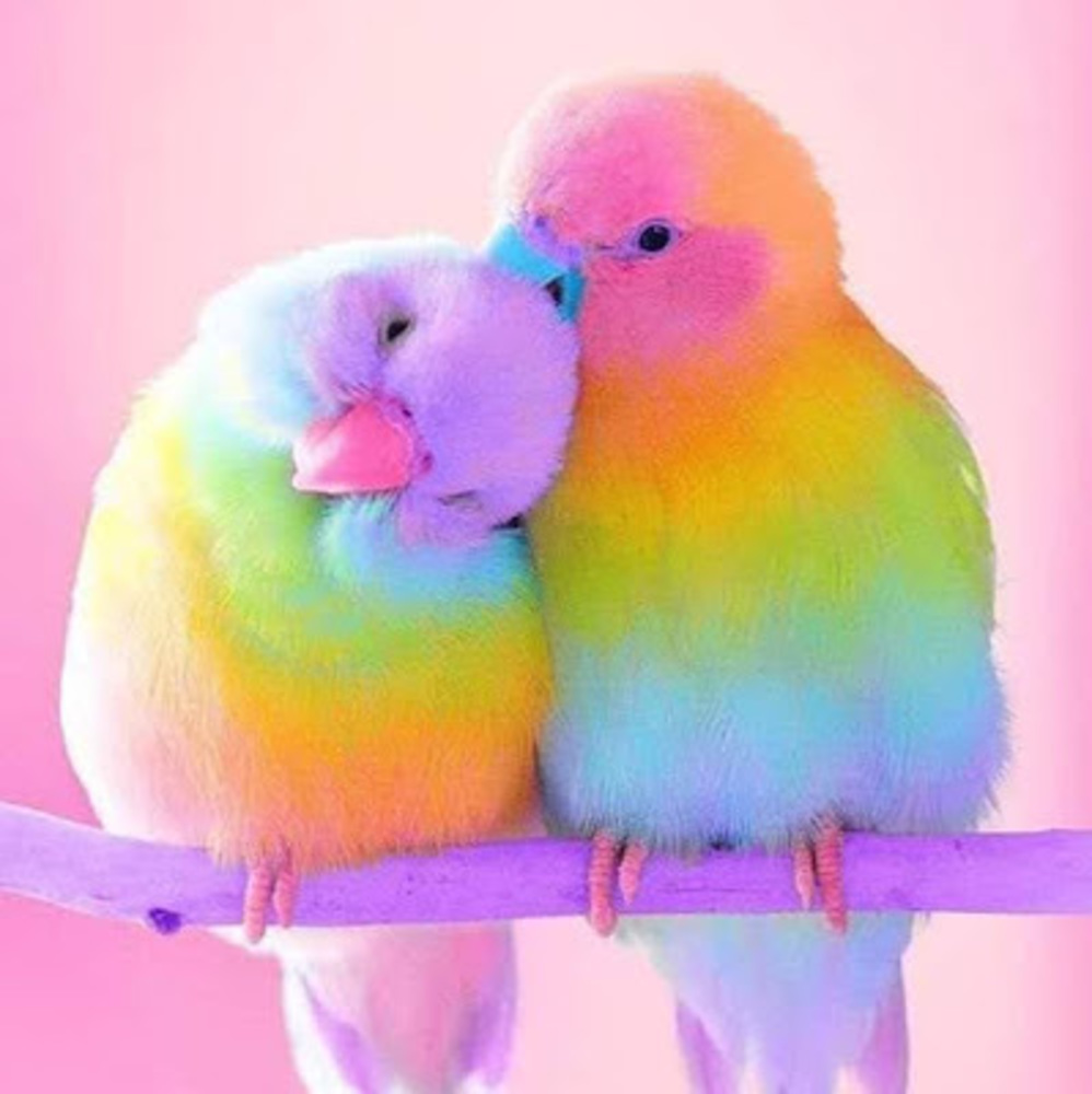 Meet your Posher, Darlin